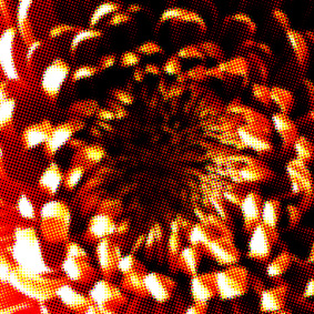 CHRYSANTHEME