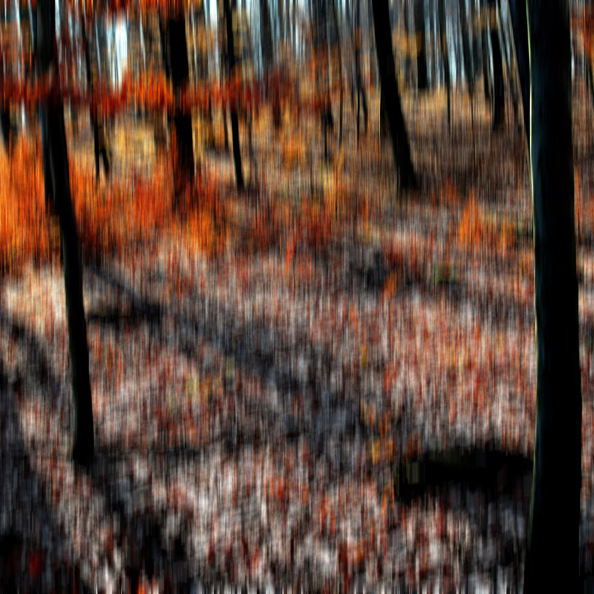 MORITZBURGER WALD