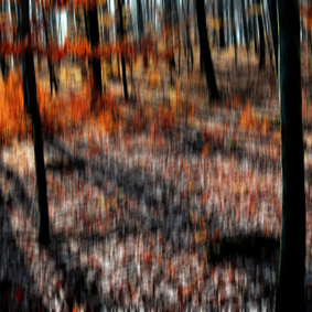 Moritzburger Wald