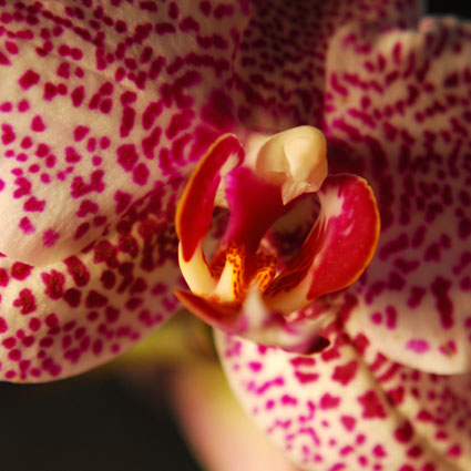 Orchidee